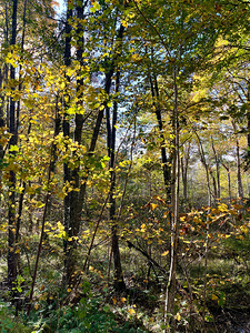 Autumns Delight in the Scottish Highlands
